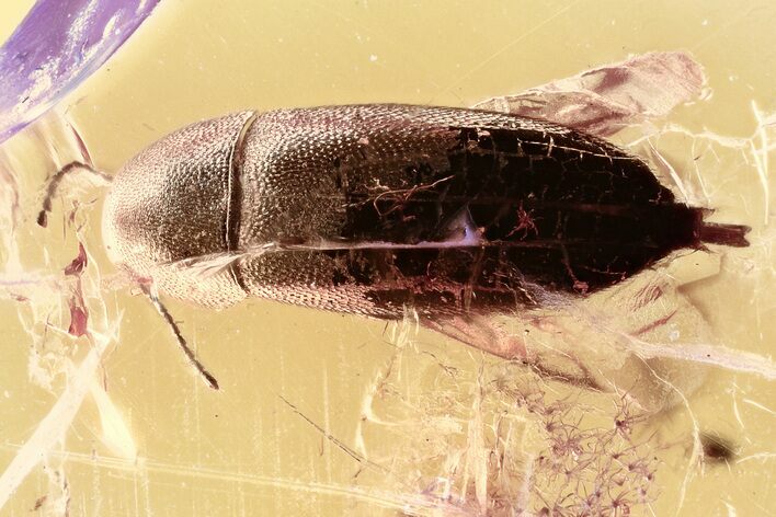 Fossil False Darkling Beetle (Abdera) in Baltic Amber #315292